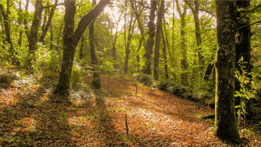 Bosques de España que debes conocer