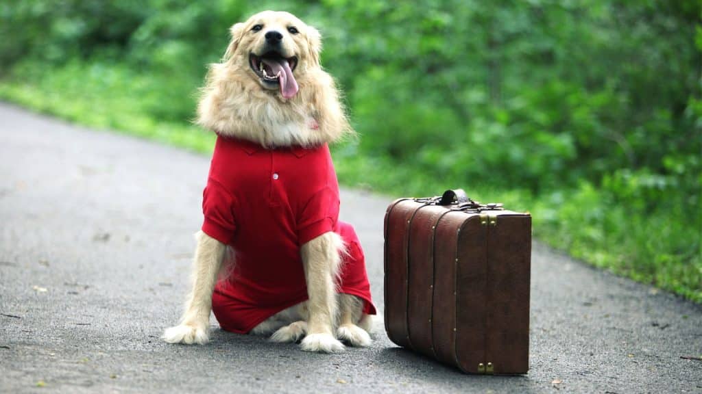 ¿Qué se necesita para viajar con un perro?
