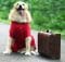 ¿Qué se necesita para viajar con un perro?